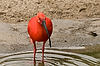 Scarlet Ibis at San Diego Zoo