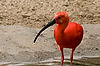 Scarlet Ibis at San Diego Zoo