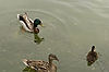Ducks at Seaport Village