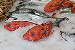 Rockfish at City Fish Market