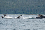 Humpback Whales Bubble Fishing