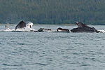 Humpback Whales Bubble Fishing