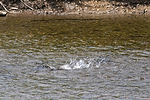 Salmon in Spasski River