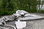 Grey Whale Skeleton at Inupiaq Area