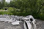 Grey Whale Skeleton at Inupiaq Area