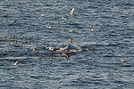Humpback Whale & Birds