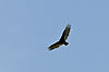 Turkey Vulture at Brecksville Reservation