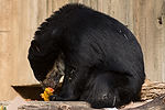 Andean (Spectacled) Bear