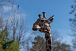 Reticulated Giraffe Sculpture