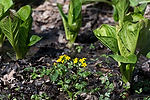 Cowslips (Marsh Marigold) & Skunk Cabbage