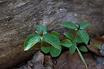 Toadshades (Sessile Trilliums)