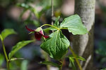 Wake Robin (Red Trillium)