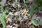 Spring Beauties & Trout Lily