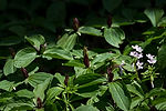 Toadshades (Sessile Trilliums) & Spring Beauties