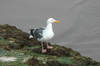 Seagull at Natural Bridges State Beach