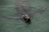 Sea Lion at Santa Cruz Pier