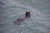 Otter at Santa Cruz Pier