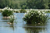 Spider Lillies