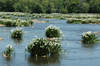 Spider Lillies