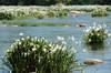 Spider Lillies