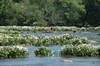 Spider Lillies