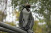 Lesser Spot-Nosed Guenon