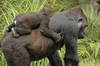 Gorillas