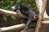 Bornean Sun Bear