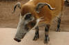Red River Hog