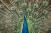 San Diego Zoo - Peacock