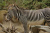 Grevy's Zebra