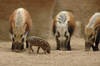Southern Bush Pigs