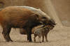 Southern Bush Pigs