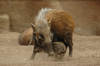 Southern Bush Pigs