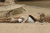Speke's Gazelles