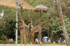 Masai Giraffes