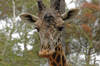 Masai Giraffe
