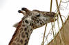 Masai Giraffe