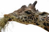 Masai Giraffe
