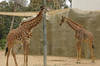Masai Giraffes