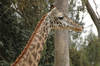 Masai Giraffe