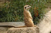 South West African Meerkat