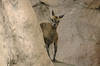 Klipspringer