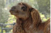 Dromedary Camel