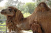 Dromedary Camel