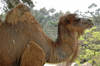 Dromedary Camel