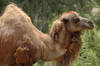 Dromedary Camel