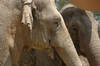 Asiatic Elephants