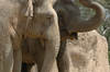 Asiatic Elephants