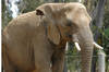 African Bush Elephant